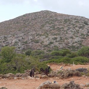 Lissos