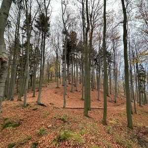Tichavská hůrka