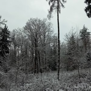 Kamínka - Lískovec - Krkavčí hora - Dubová hora