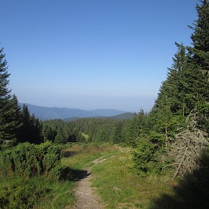 Tarcu