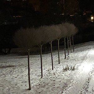 Evening Walk