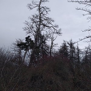 Jičínská pahorkatina