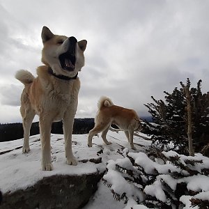 Šumava