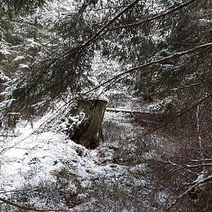 Šumava