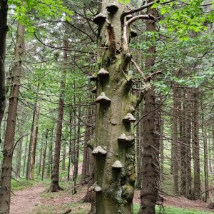 Moravskoslezské Beskydy