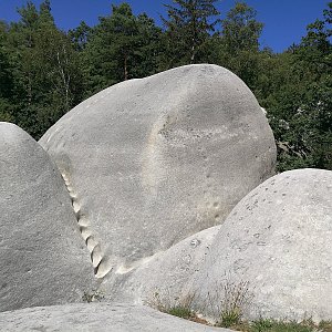 Sloní zadky