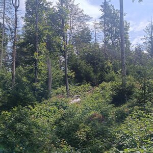 Šumava