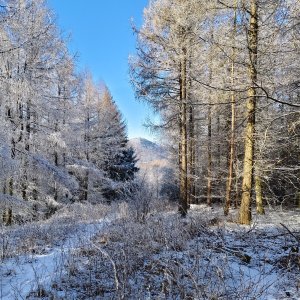 Buchberg