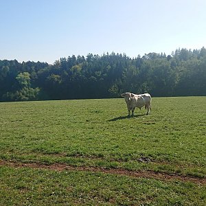 Morning Walk