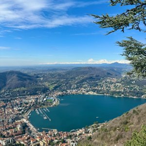 Brunate