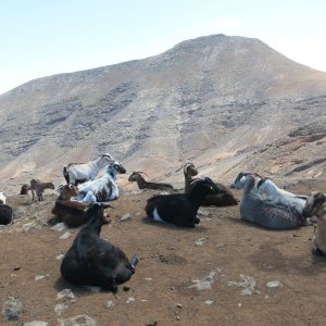 Lanzarote - Pico de la Oveja