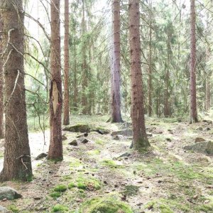 Vřesová - Nejdek