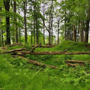 Rynartice