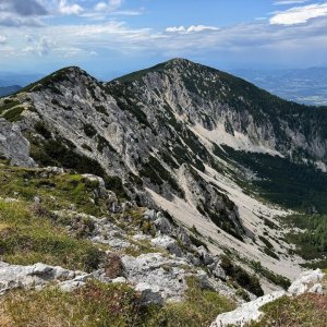 Alpská hřebenovka
