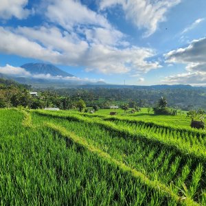 Jasri - Subagan - Sampiang, Karangasem, Bali
