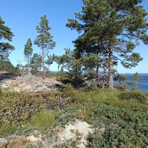 Trysunda - hřeben