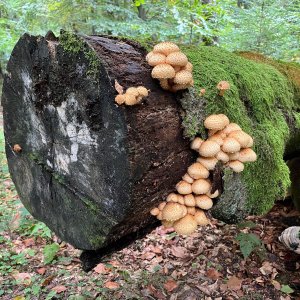 Po hranici