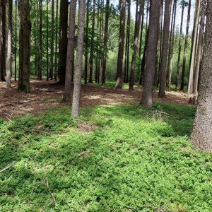 Chotěboř 