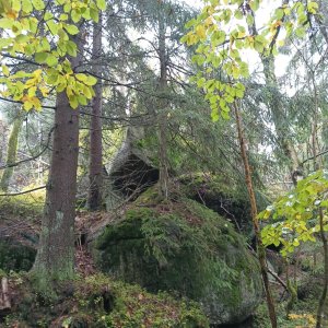 Buková