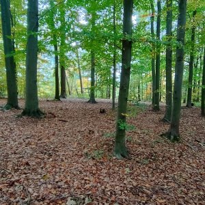 Vrcholovky #4 - Hůra (274 m n.m.)