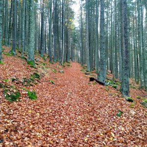 Šumava - výstupy v okolí Borové Lady