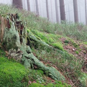 Skřítek  - Ostrý vrch 