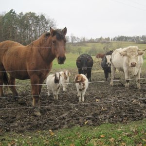 Starý Jičín - Hustopeče nad Bečvou (4xKH)