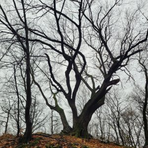 Bojkovice - Uh. brod