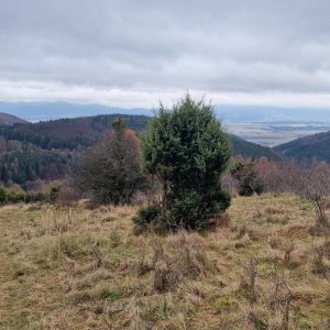 Gaštan, Závozy a Vinohrádok