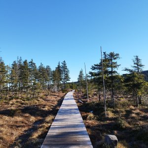 Morning Walk