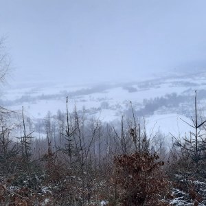 Silvestr