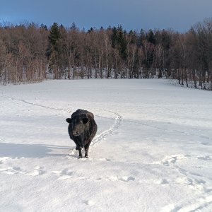 Prašivá KČTkopr