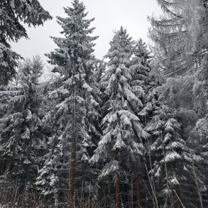 Girová