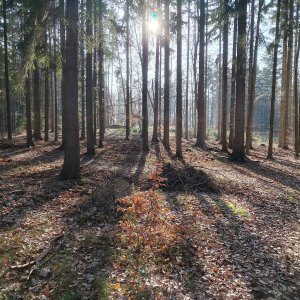 Afternoon Walk