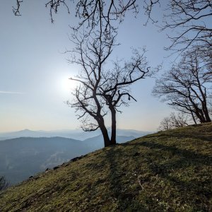 Varhošť
