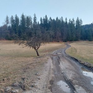Kyčera