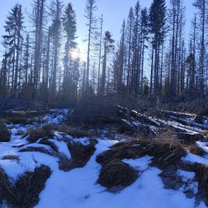Šumava