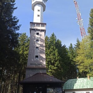 Javorník