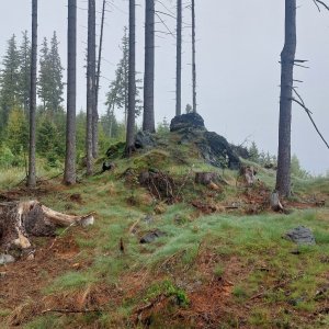 Zlatohorská vrchovina - Jedlová 