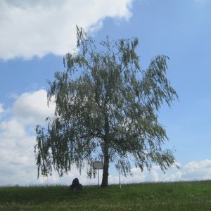 Puntík po studánkové trase