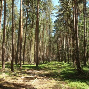 Plaská pahorkatina