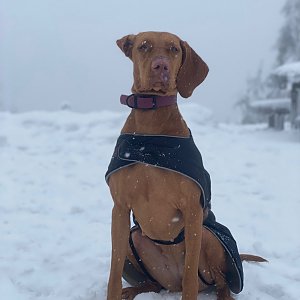Ivča na vrcholu Lysá hora (19.12.2021 11:35)