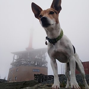 Jack Russel Tourrier na vrcholu Lysá hora (2.5.2020 10:32)