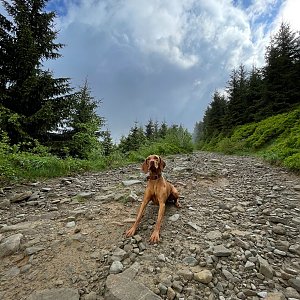 Ivča na vrcholu Lysá hora (13.6.2021 9:30)