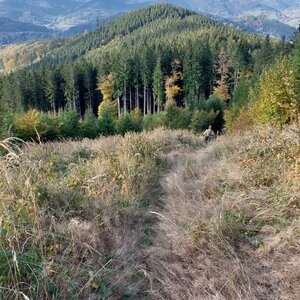 Mykas na vrcholu Kyčera nad Boroskou (12.10.2024 15:57)