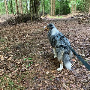 Mertelici na tripu na vrcholu Prostřední kopec (28.5.2022 8:35)