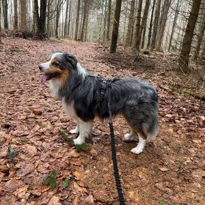 Mertelici na tripu na vrcholu Prostřední kopec (2.3.2024 10:52)