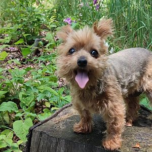 Lili na vrcholu Čupel (30.6.2022 13:15)