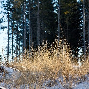 Raza na vrcholu Prašivá (25.1.2020 10:00)