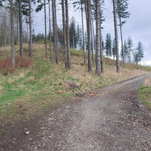 Mykas na vrcholu Křivý (18.4.2025 18:37)